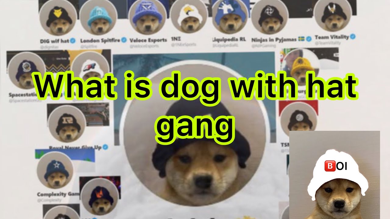 What is Dog with hat gang
