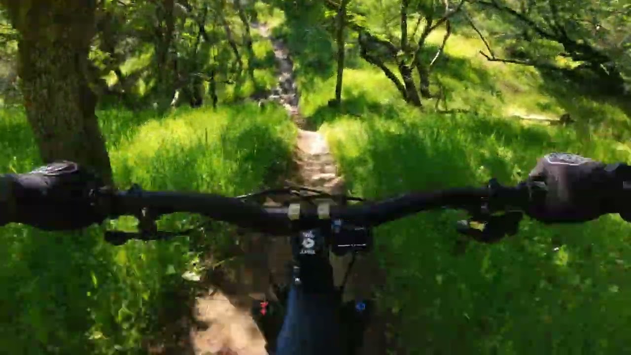 Curl of the Burl trail 4K lens test