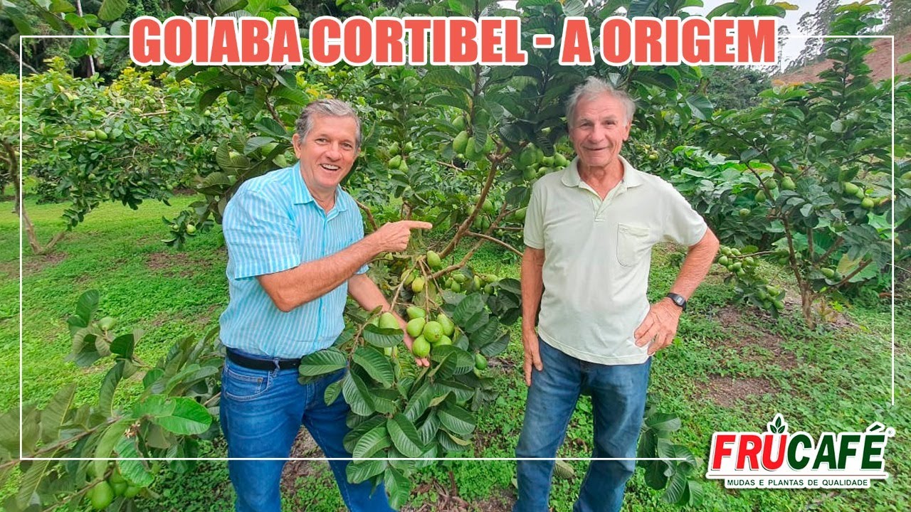 Como Surgiu a GOIABA CORTIBEL? O Sr. José Corti Conta Pra Nós.