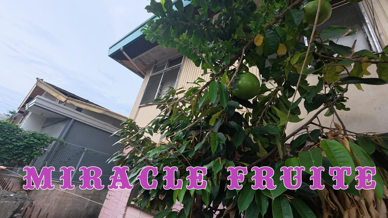MIRICLE FRUIT - Philippines