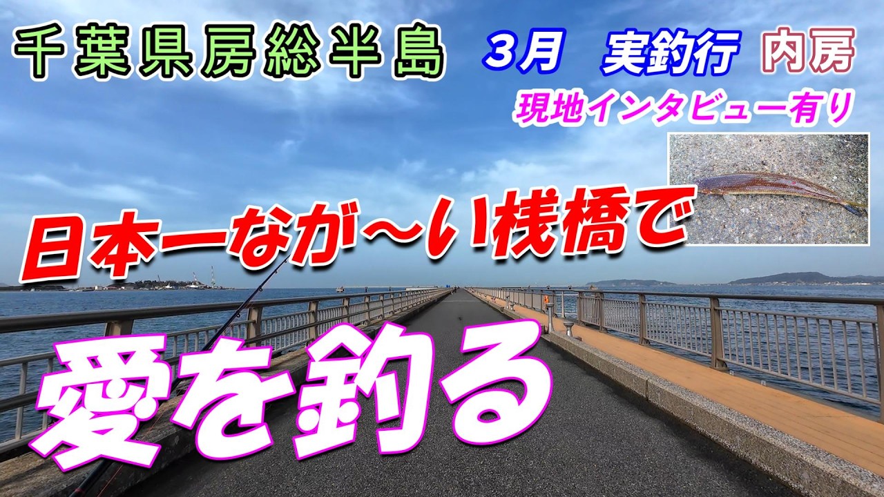 【釣行】房総半島  3月 実釣 ぼちぼち釣れてます！ 白ギス 黒鯛