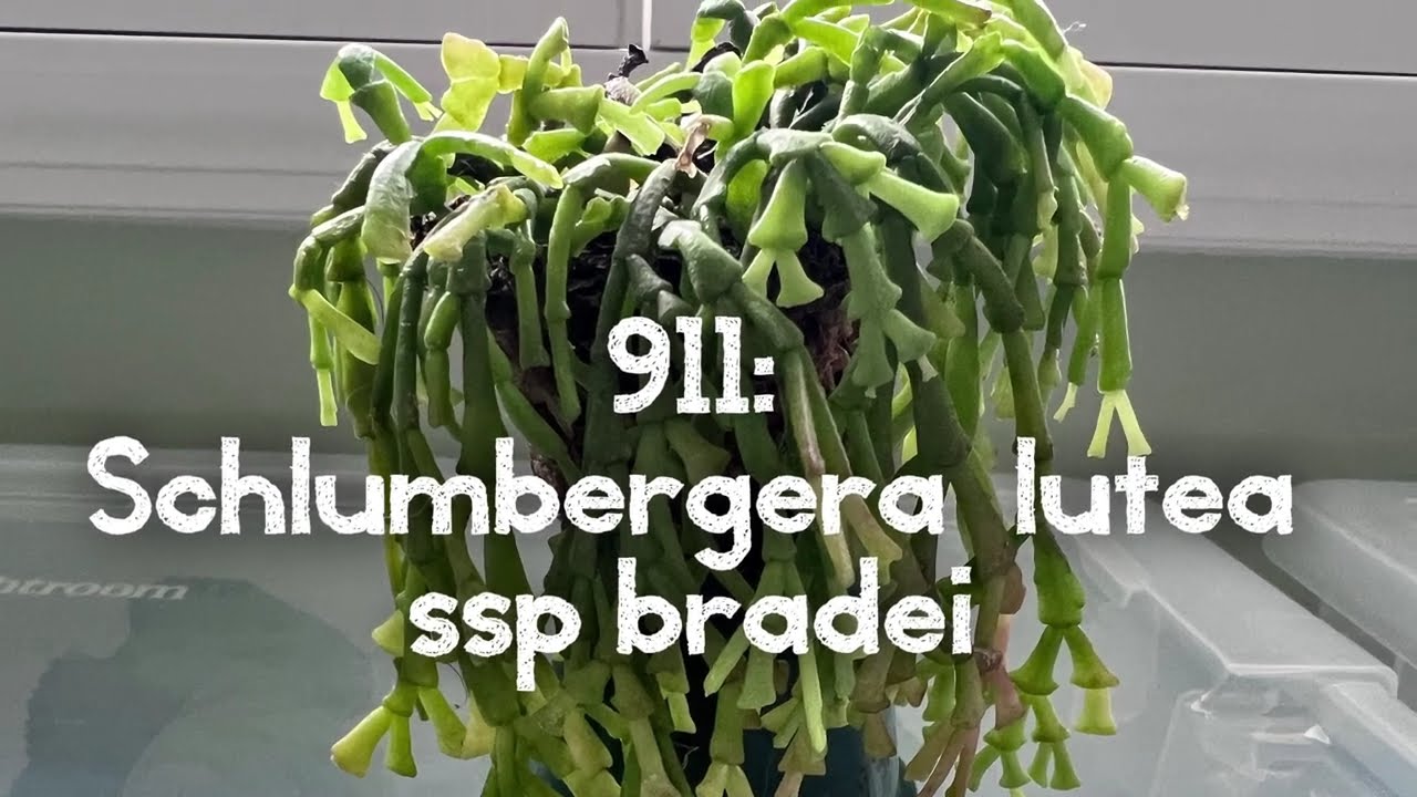 Schlumbergera lutea: 911! Dropping clades