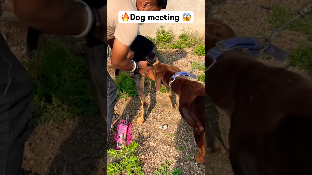Doberman dog meeting karadi 😱🔥l #dog #puppy #pitbull #doberman #shorts #short #ritikdogkennel