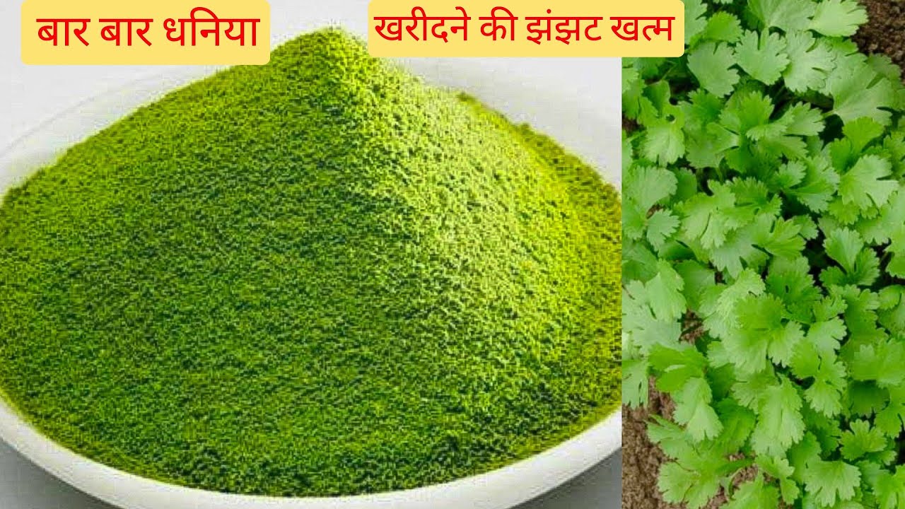 धनिया पाउडर एक बार घर पर बनाएँ और सालभर के लिए स्टोर करें | How to Make Dhaniya Powder at Home?