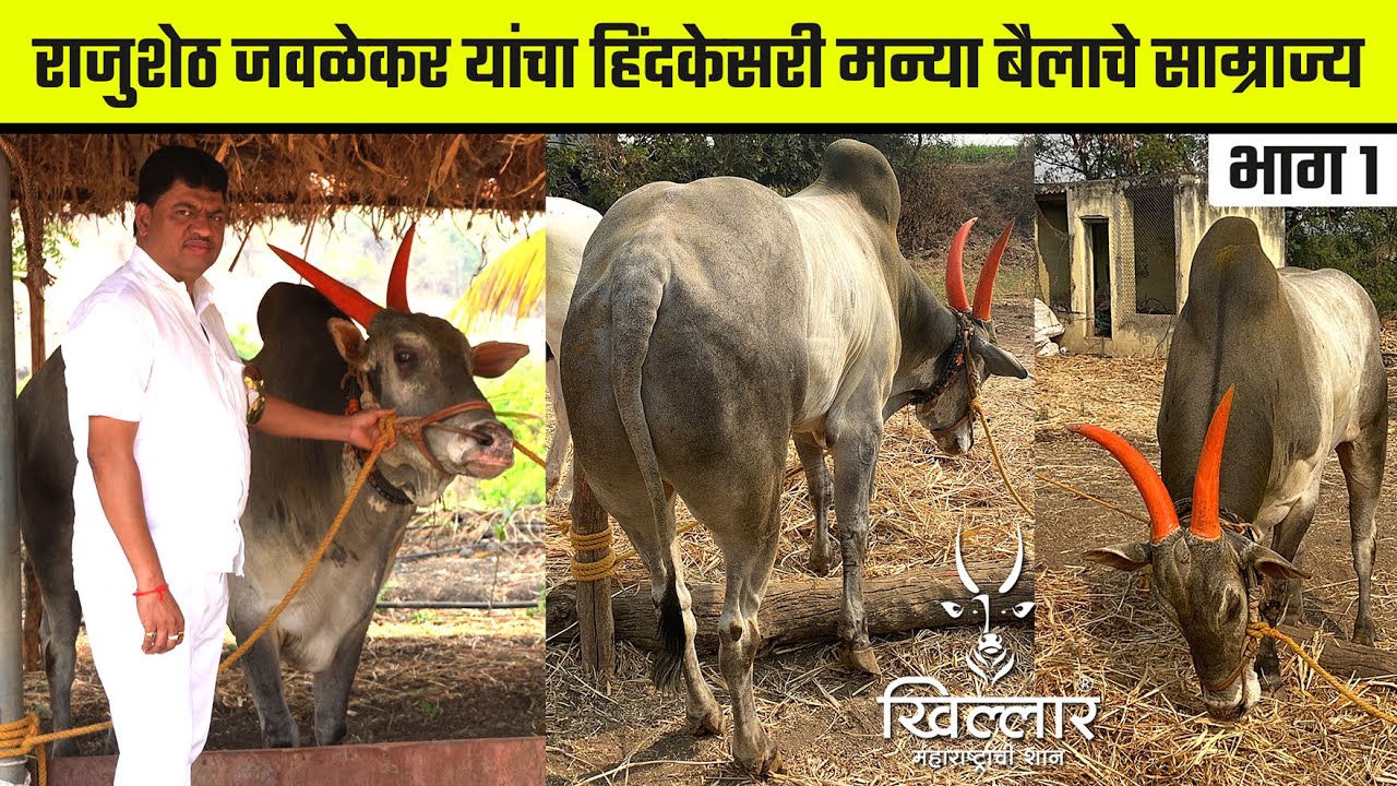 मा. राजुशेठ जवळेकर यांचा हिंदकेसरी मन्या बैलाचे साम्राज्य - भाग 1 Khillar Maharashtrachi Shaan 2023