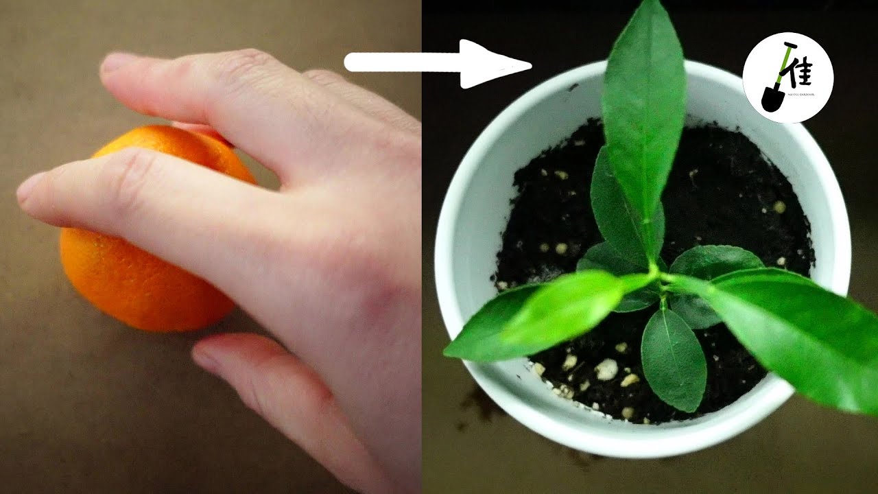 如何用桔子籽种桔子树 How to grow  orange tree from seed🍊🍊🍊