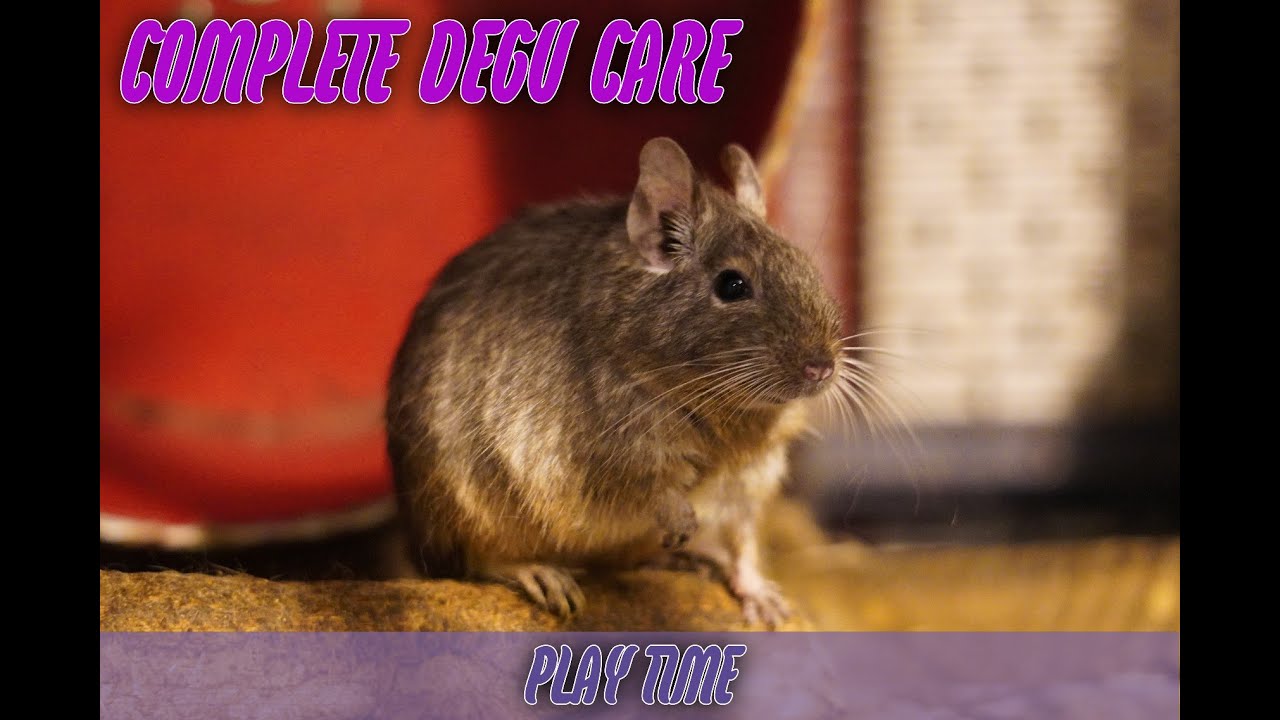 Degu play time