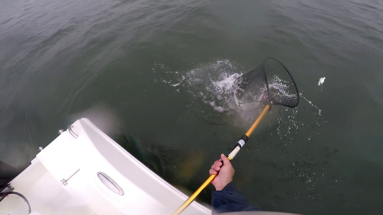 JIgging Idiots?  Fluke Fishing in the Pouring Rain with Rhodan Trolling Motor Saving the Day