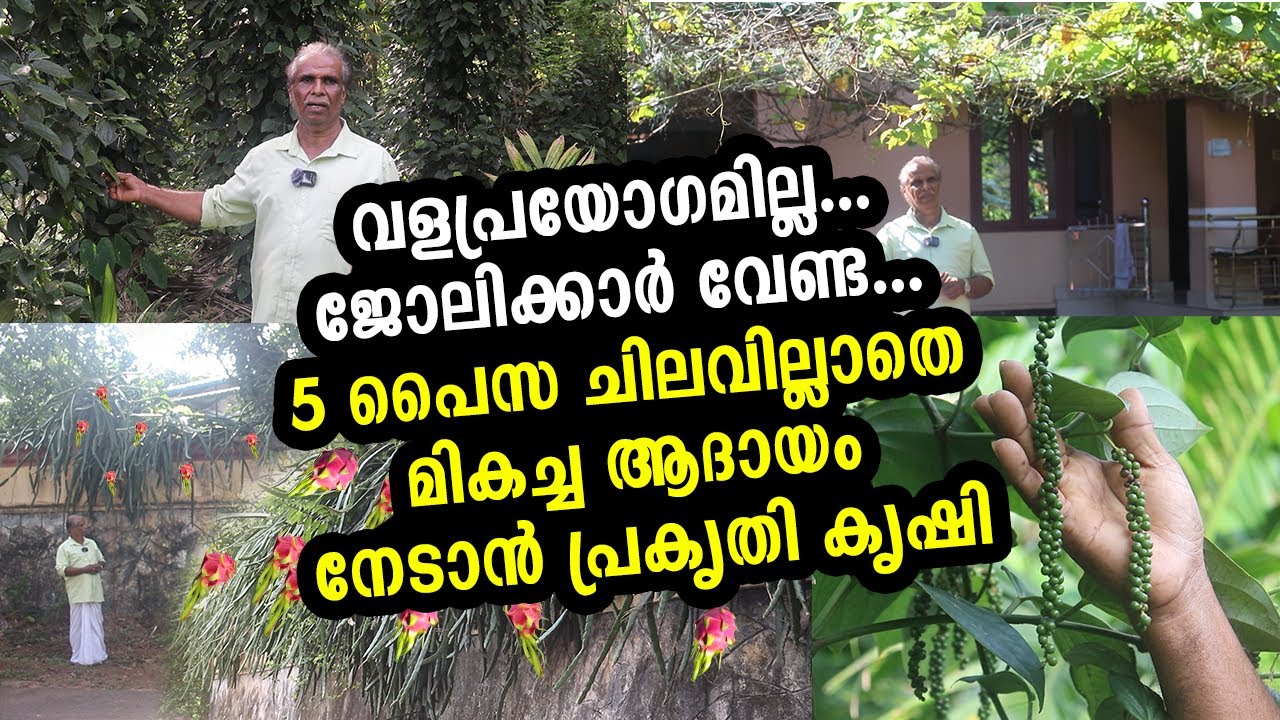 പ്രകൃതി കൃഷി - എന്ത്? എങ്ങനെ? ഗുണങ്ങൾ? What is Nature Farming? benefits of Zero Budget Farming