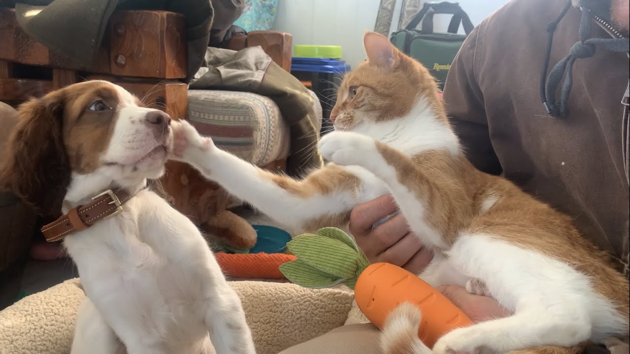 Introducing Our Cat To A NEW Springer Spaniel PUPPY! Marlin the Cat raised by dogs - raises a dog :)