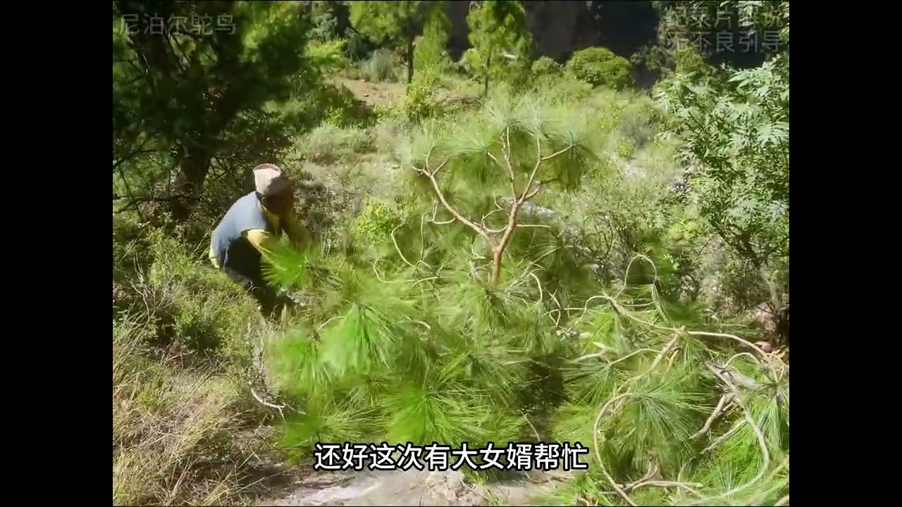 达摩修葺牛棚，带着女婿上山砍木材，有女婿帮忙就是方便省力#尼泊尔#乡村生活#人间烟火#尼泊尔萨拉#尼泊尔达摩