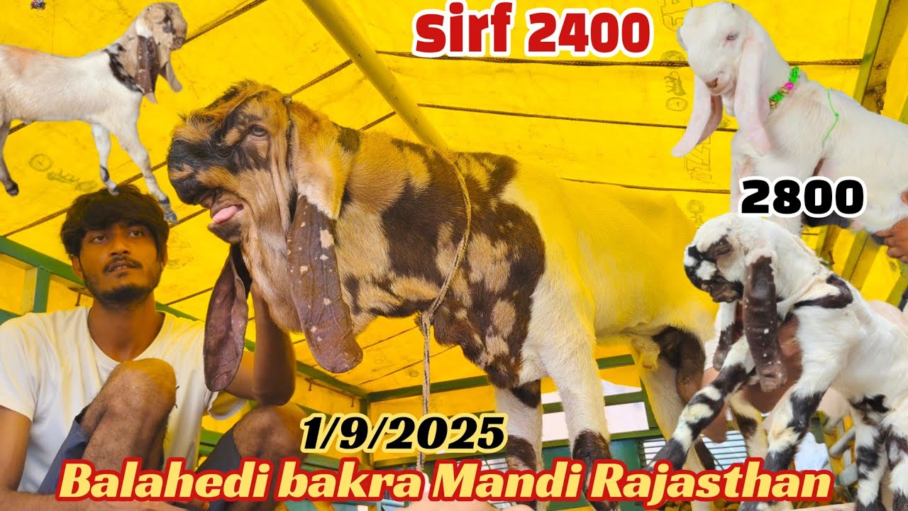 Balahedi bakra Mandi live update 1/9/2025 biggest mandi in Rajasthan