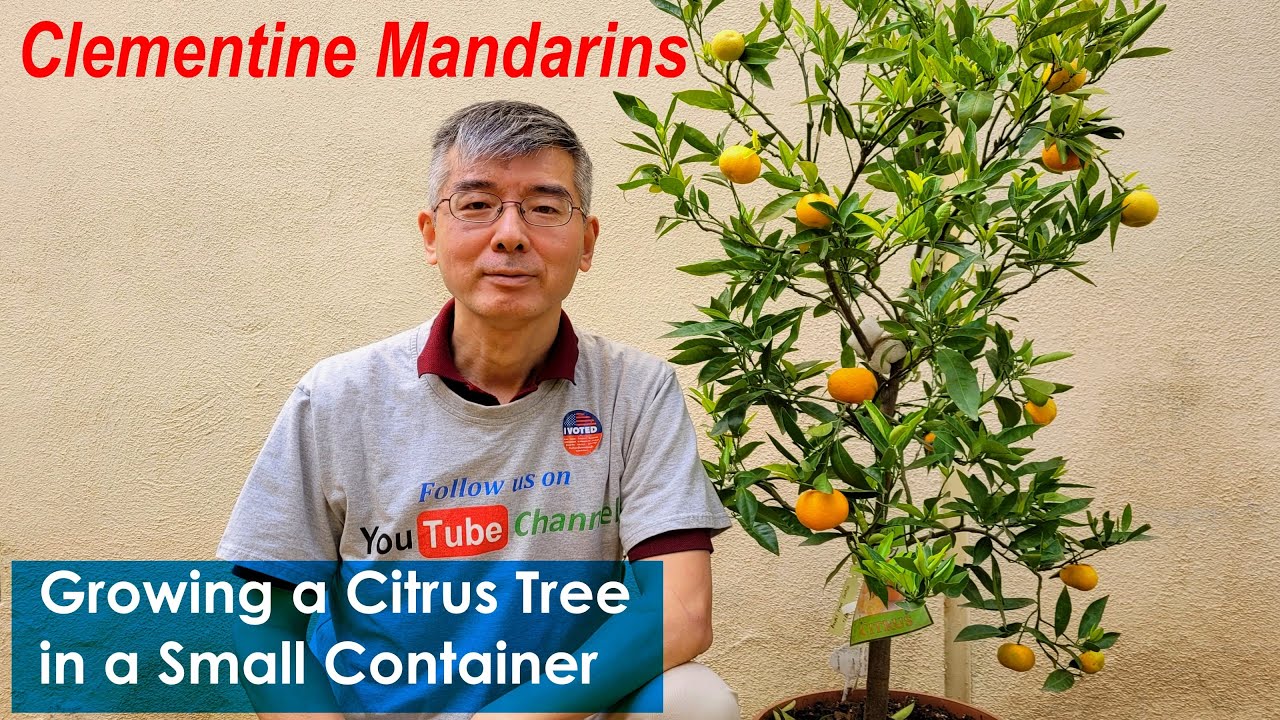 Growing a citrus tree with tons of Clementine Mandarins in a small container (小花盆种出挂果满枝的橘子树)