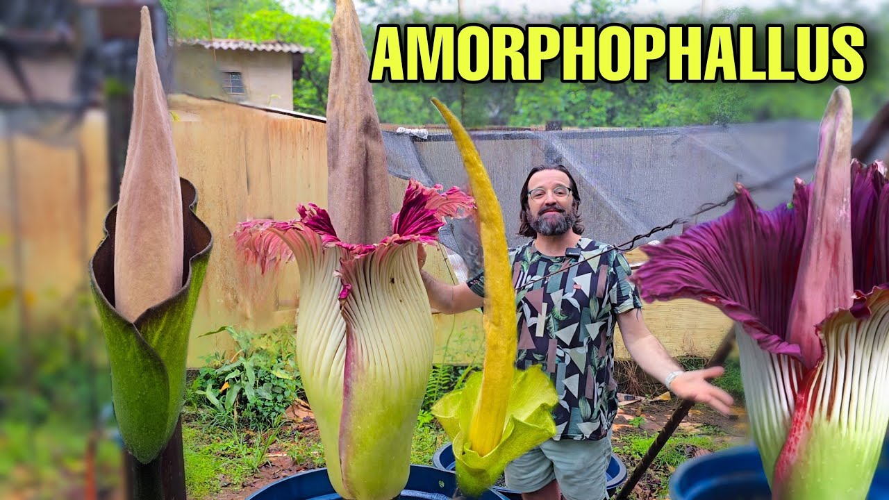 Conheça a MAIOR INFLORESCÊNCIA DO MUNDO Amorphophallus titanum / PLANTS