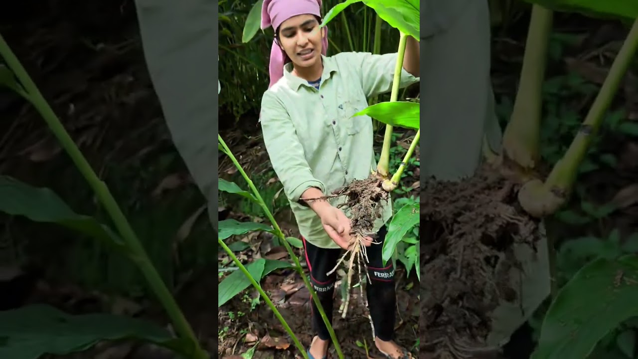 ഏലം എങ്ങനെയാണ് നടുന്നതെന്ന് അറിയാമോ? | How to Plant Cardamom at Home: A Complete Guide