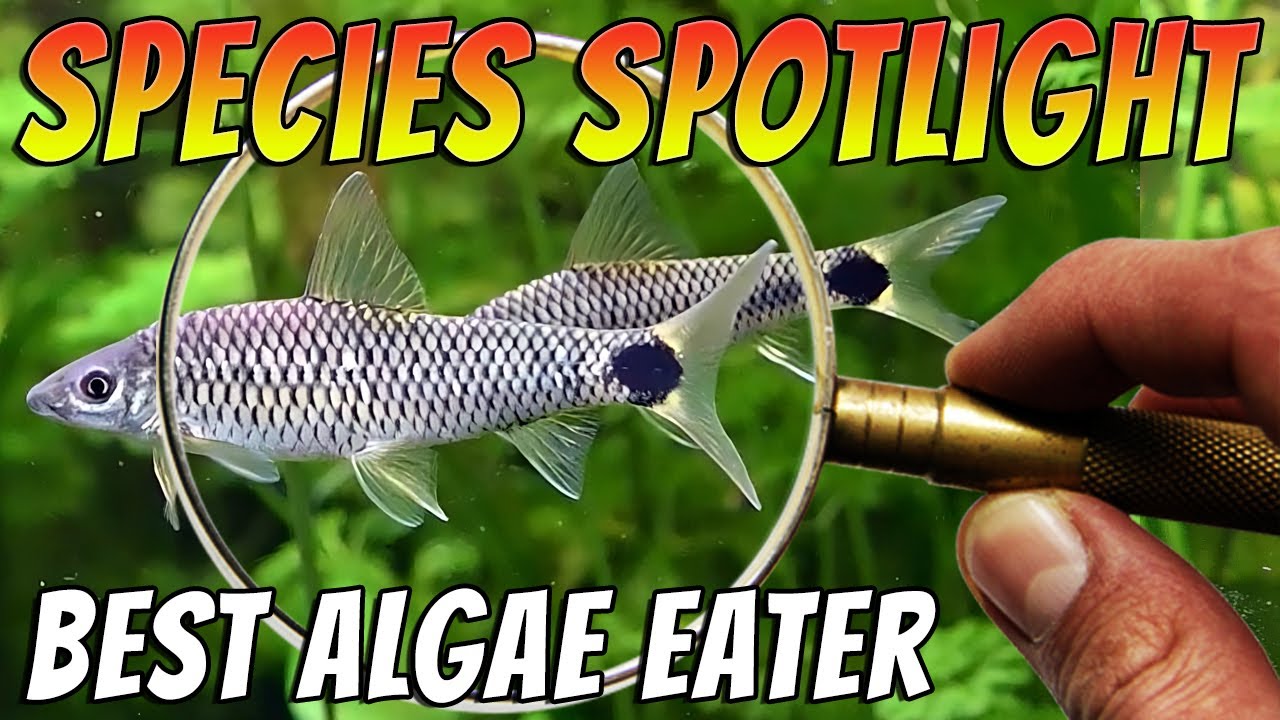 Meet the Best Algae Eating Fish The Silver Flying Fox - Crossocheilus reticulatus
