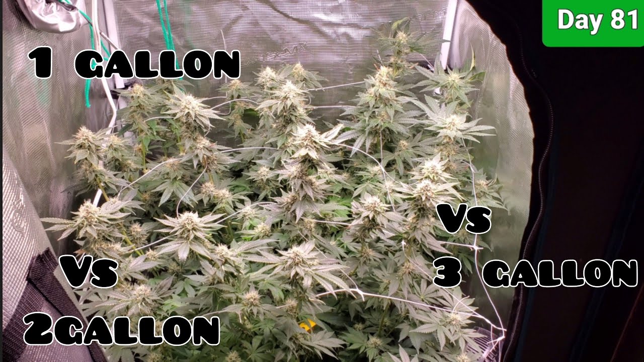 2x2 Grow Tent Day 81/Day 35 Flower, Big Sticky Buds 1 Gallon vs 2 Gallon vs 3 Gallon with the TS1000