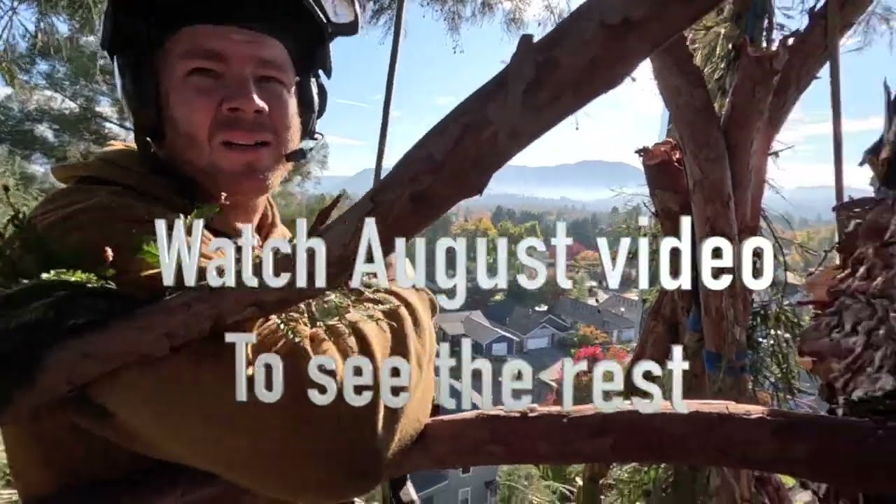 Massive Coastal Redwood Removal With August Hunicke And Damion Elsasser