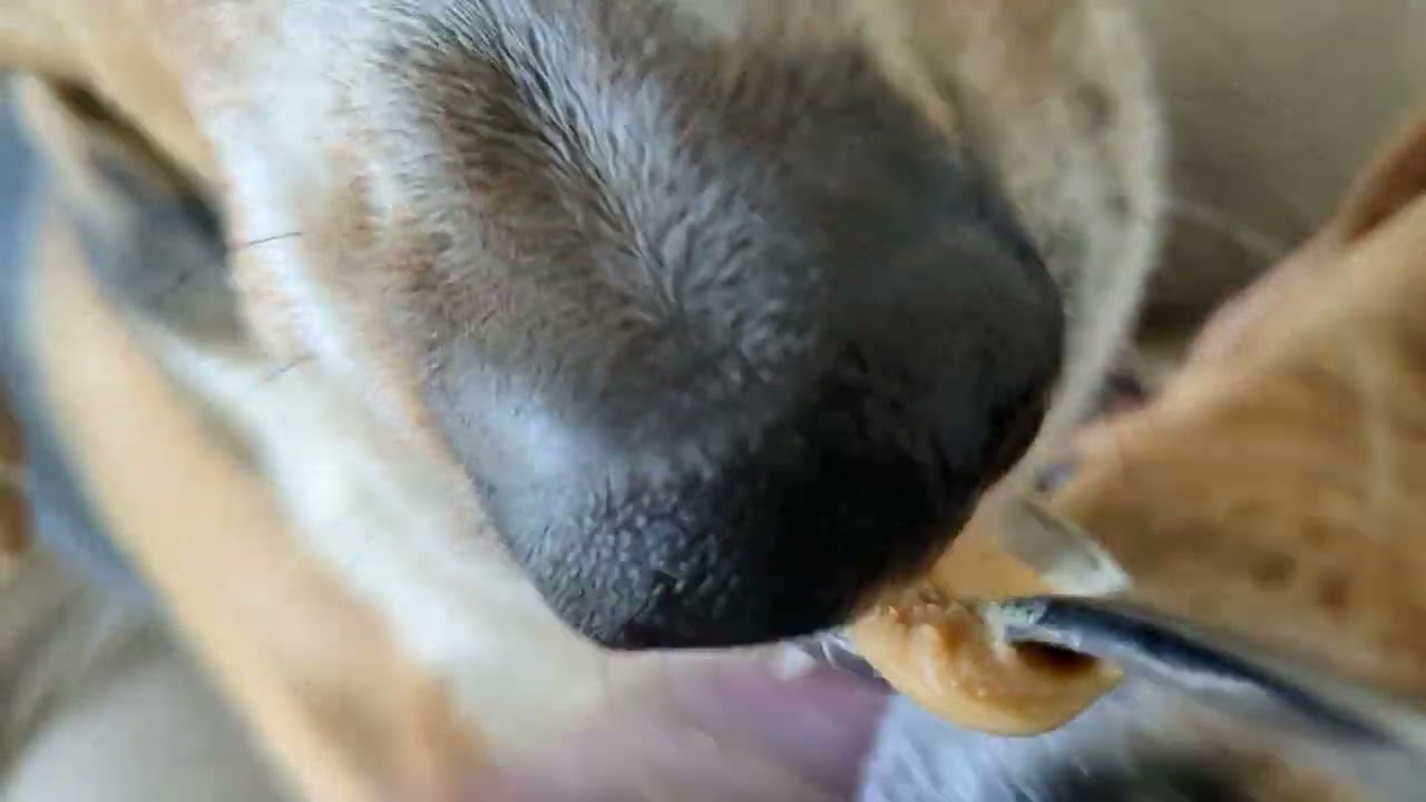 Daisy & Eggo snacktime