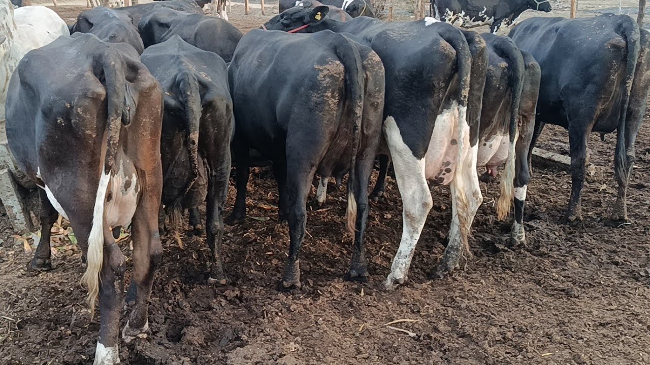 Lote com 15 novilhas paridas disponível na fazenda Mendonça!