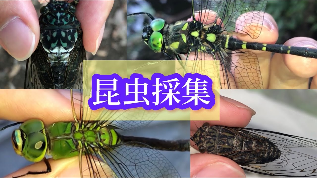 虫取りガチ勢が夏～秋の昆虫を本気で採集した!!! 【トンボ採集探検記17】