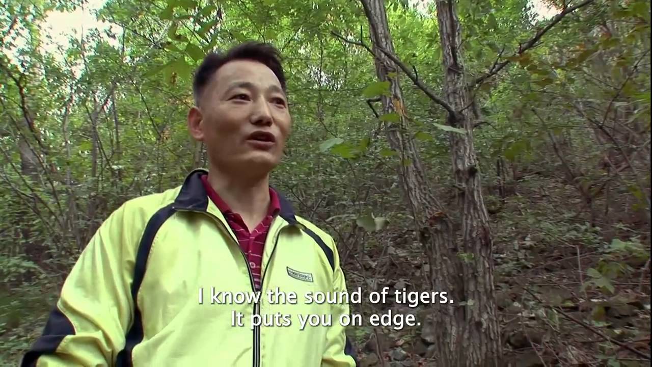 Korean says Japanese killed Korean Tiger
