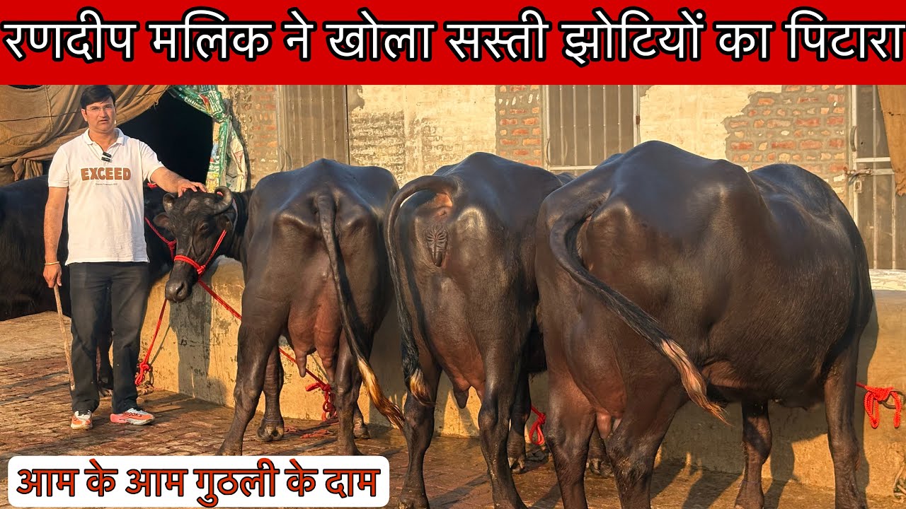 रणदीप मलिक की शानदार झोटियां। भाव ऐसा होगा घर बैठे झोटी मँगवाओगे । Randeep Malik Dairy Farm 
