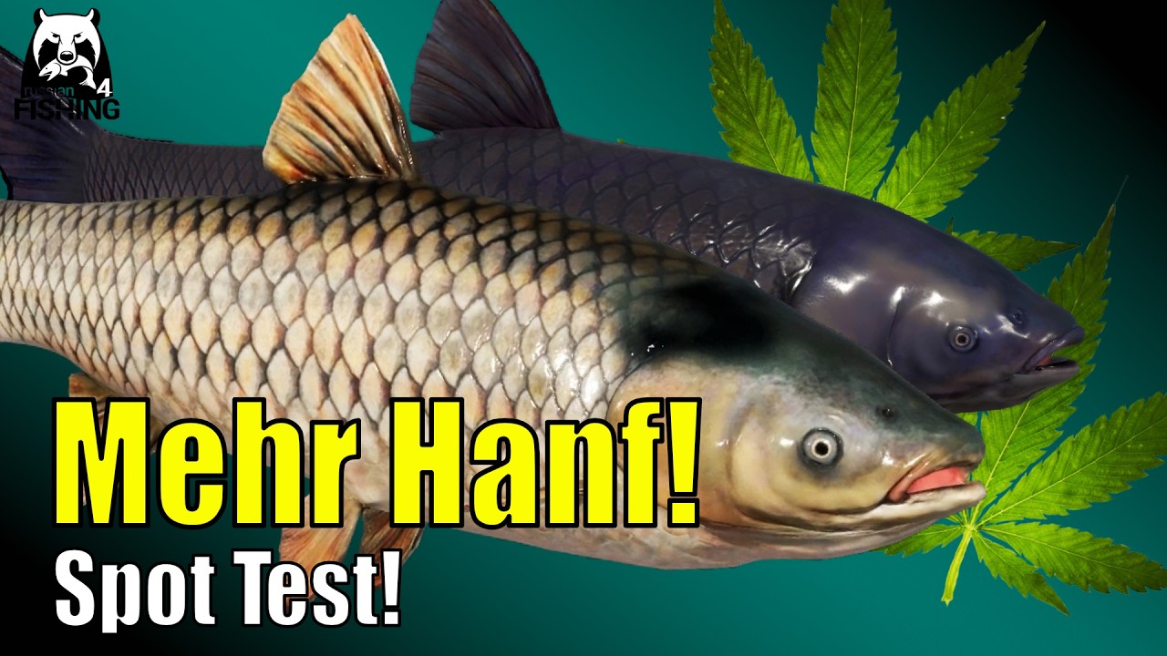Russian Fishing 4 - Alte Festung - 🎣Graskarpfen auf Hanf?? Köder Test auf Amur #rf4