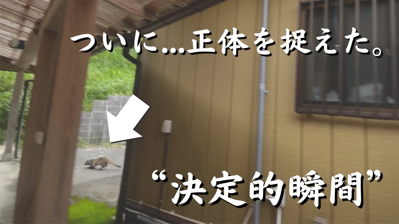 【待望】ついに姿を現した！家に棲みついてる害獣を捉えました。