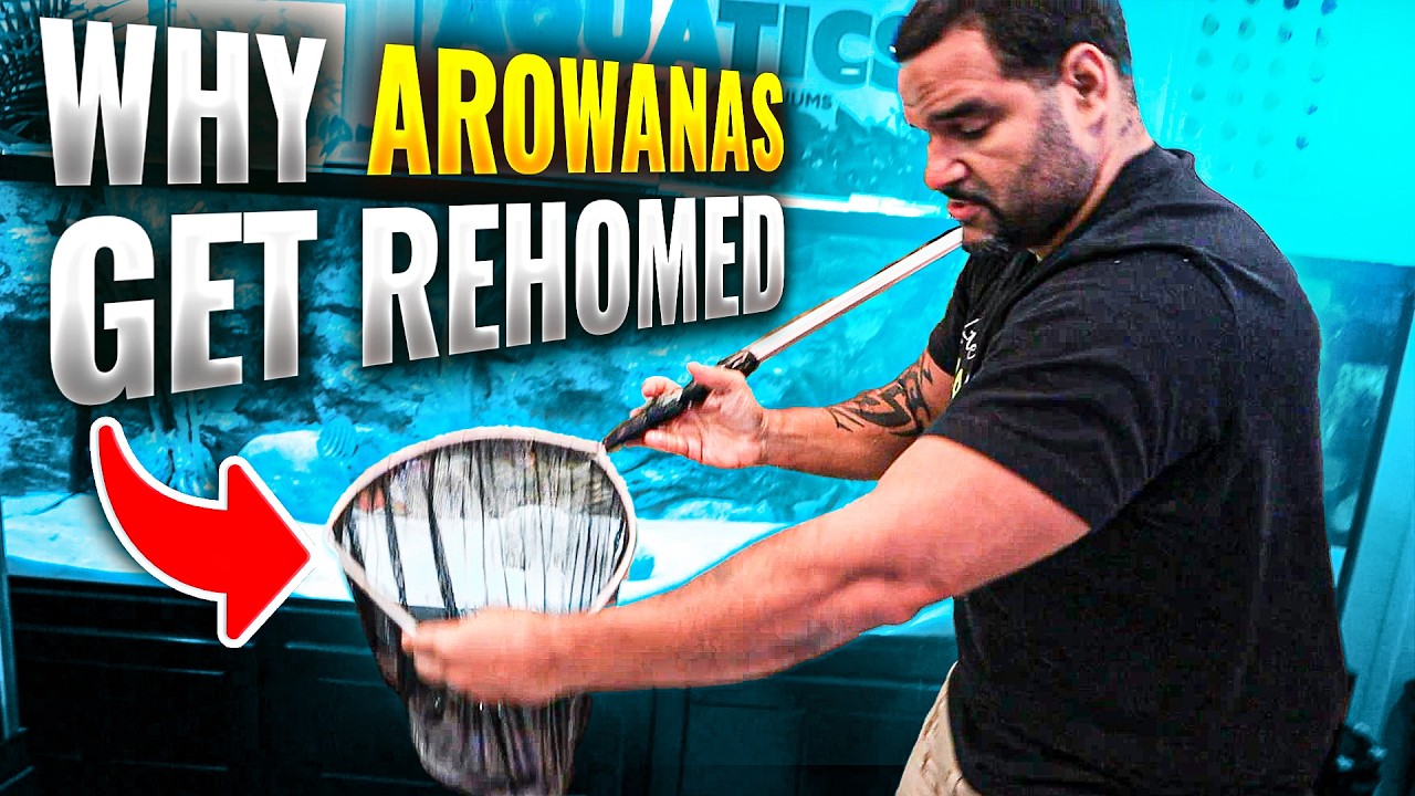 Don't Get An Arowana Unless You're Ready For This!