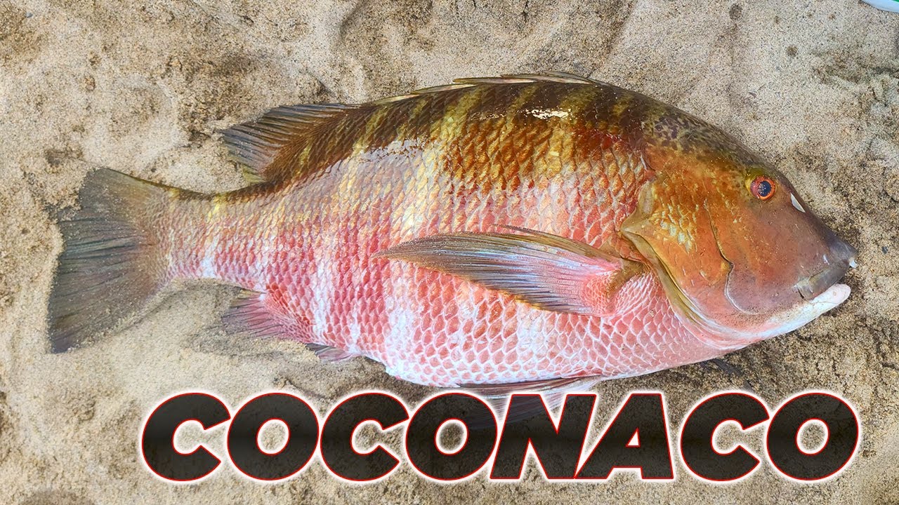 PESCA CON DRONE || CAPTURA PARGO COCONACO 2025