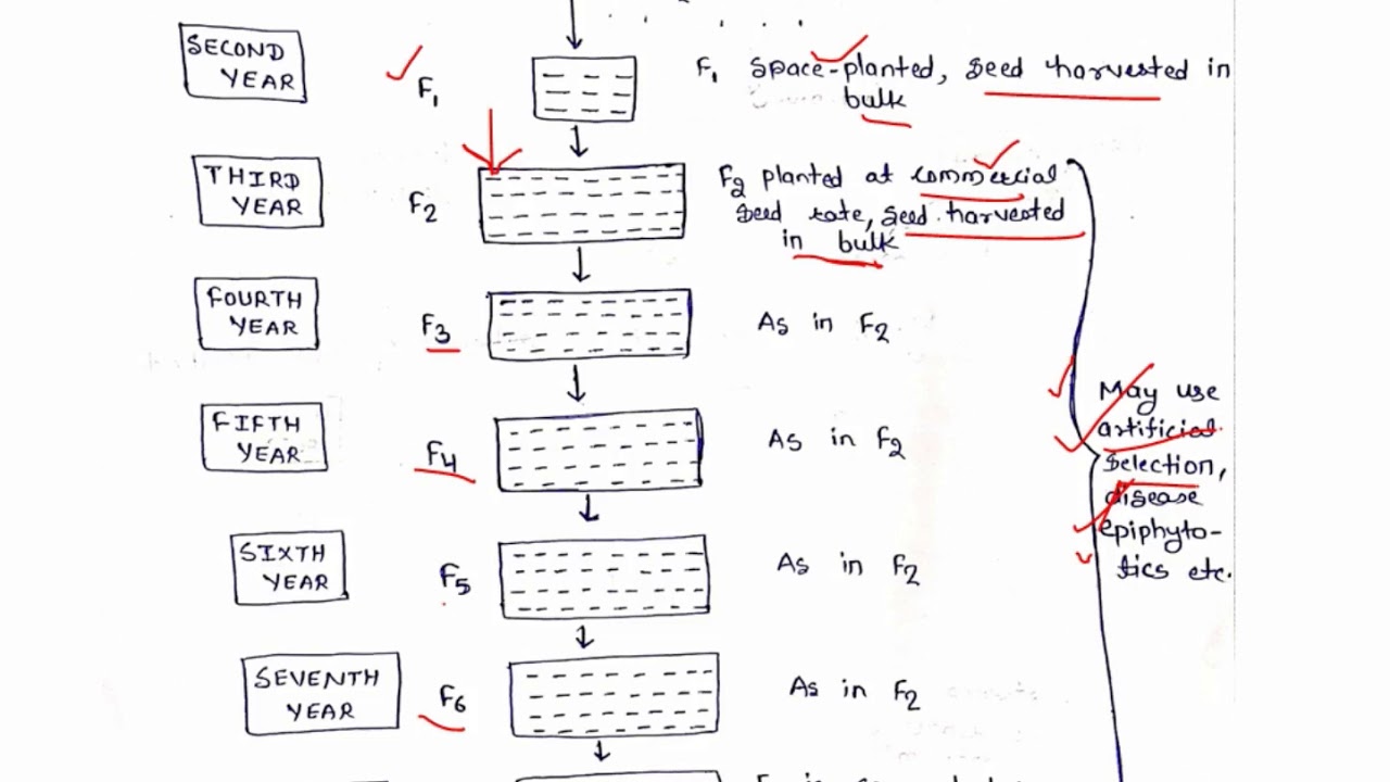 Breeding Methods Part 5 (Bulk Method) |