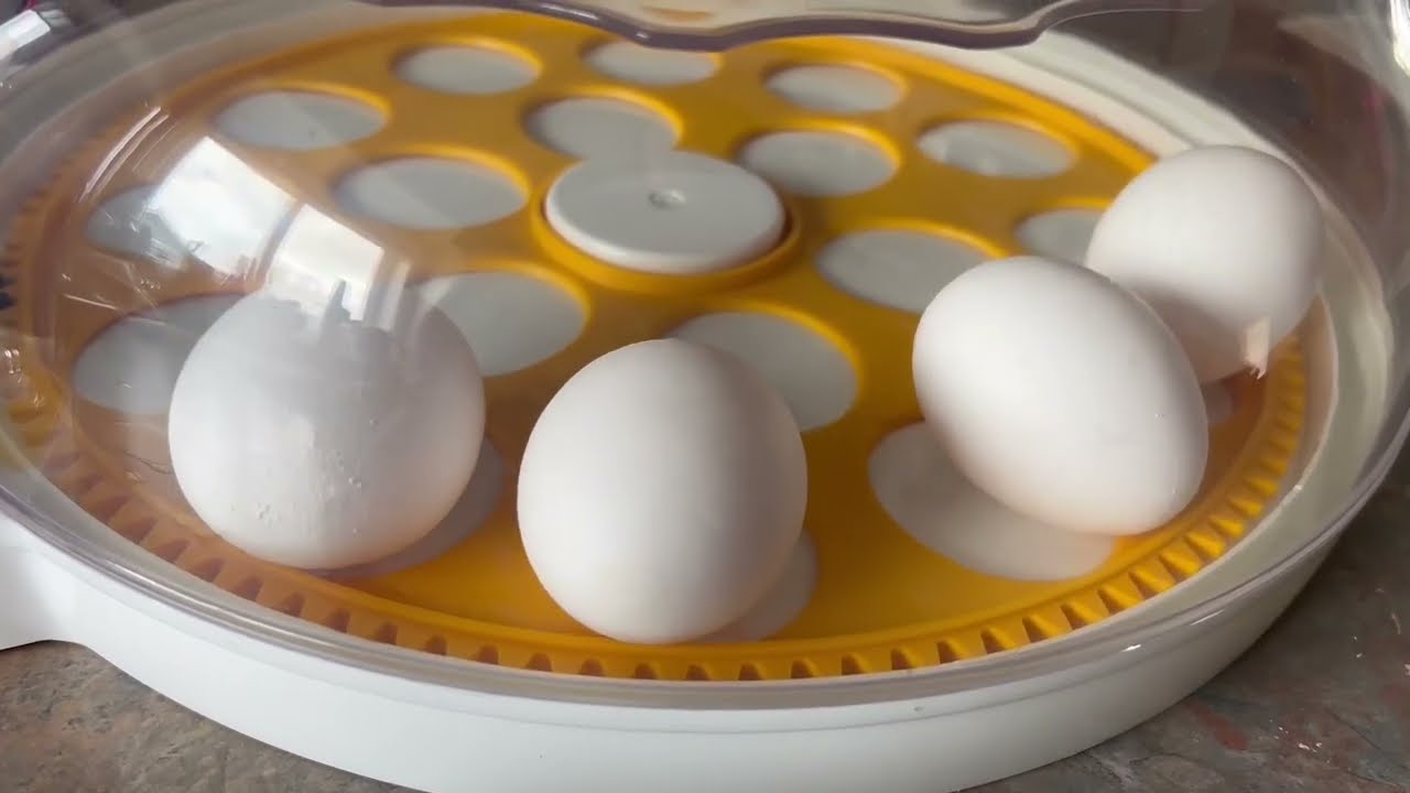 Incubator for chicken Eggs, 18 Egg incubator with automatic Egg turning Review