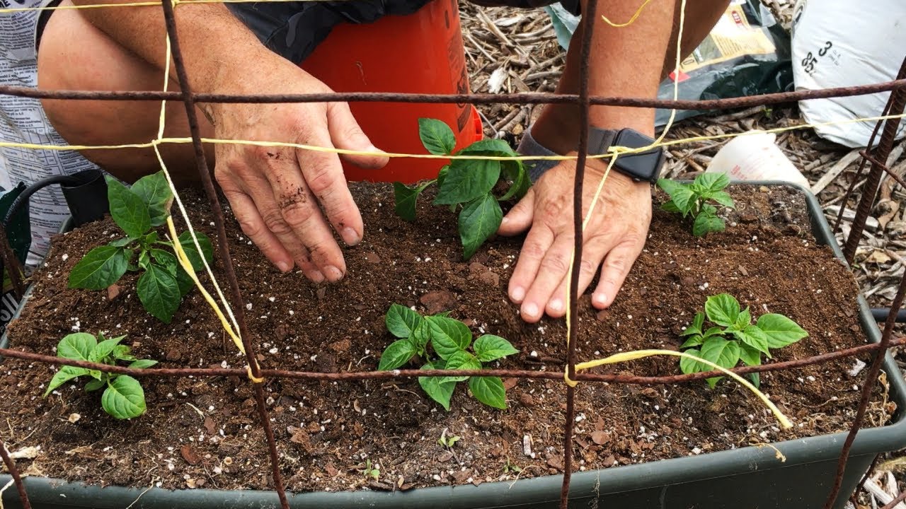 REPLANTING A CONTAINER- WHAT YOU NEED TO KNOW   #earthboxgarden  #earthbox  #replantinganearthbox