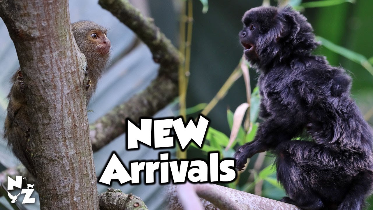 Обезьяны Гоелди прибывают и перемещаются в смотровую площадку Rainforest Lookout