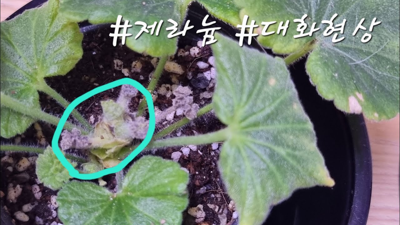 2025.12.11 #제라늄키우기, #제라늄_대화현상, 
