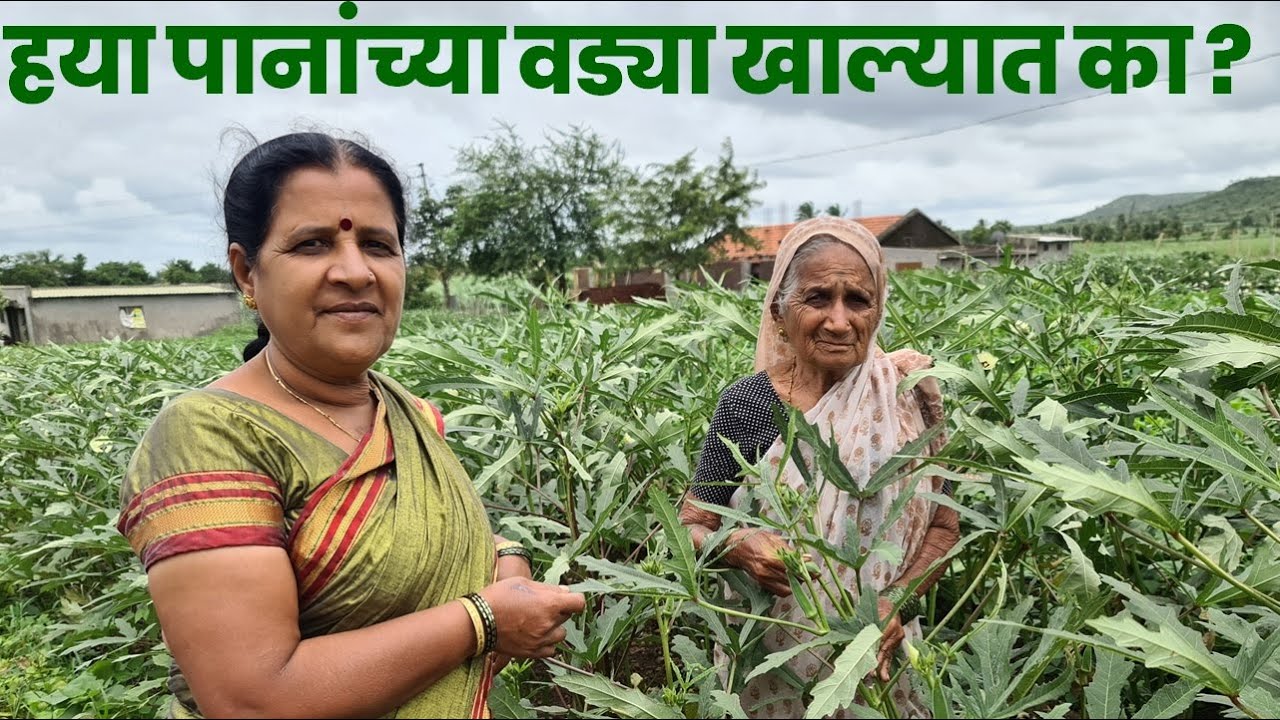 एकदम खमंग । अळूवडी | कोथिंबीर वडीपेक्ष्या भारी कधी खाल्ली नसतील अश्या वड्या | marathi vadi Recipe