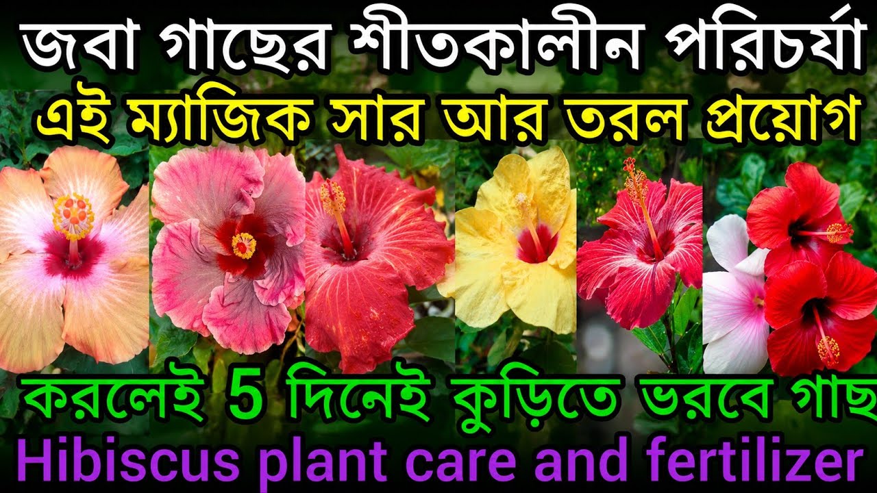 জবা গাছের শীতকালের পরিচর্যা/এই ম্যাজিক স্যার আর তরল প্রয়োগ করলেই 5 দিনে কুড়িতে ভরবে গাছ/Hibiscusfl