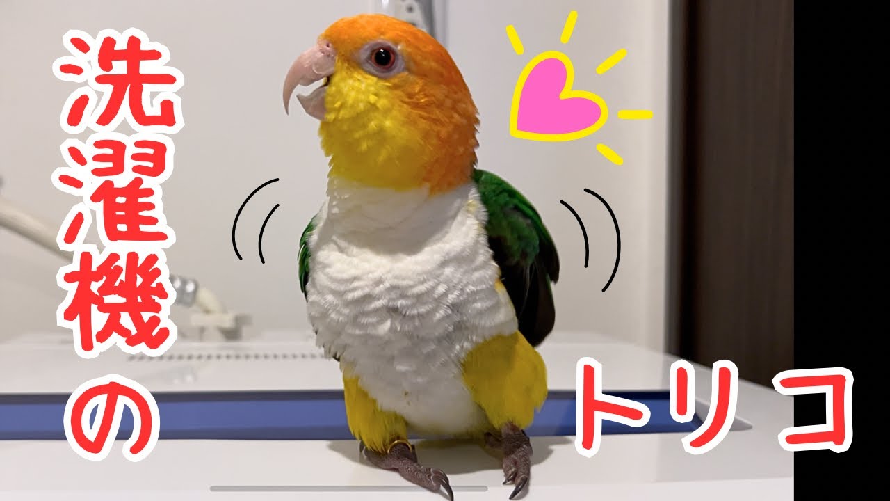 洗濯機愛が止まらない！翼をパタパタ喜びが爆発するインコ【シロハラインコ】