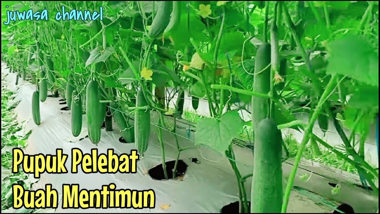 Pupuk Pelebat Buah Mentimun Grower Plus Kcl