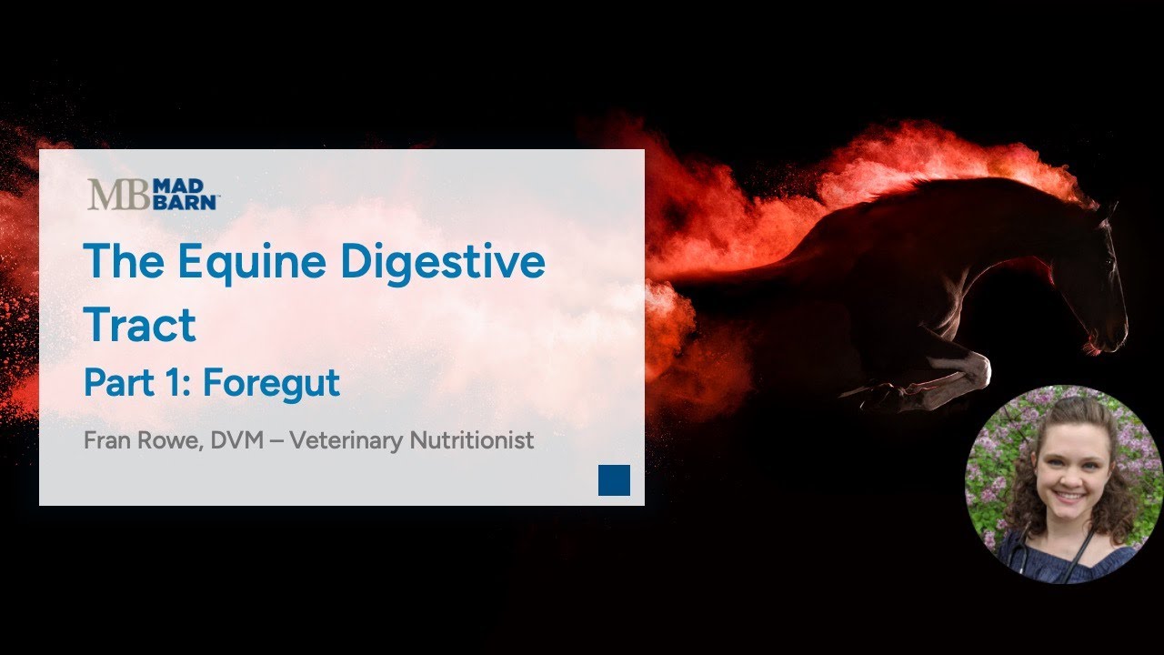 Part 1 - The Equine Digestive Tract: Foregut - Mad Barn Vet Talk