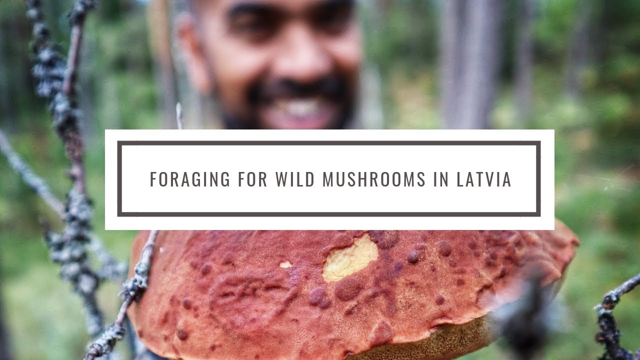 Foraging for wild mushrooms in Latvia