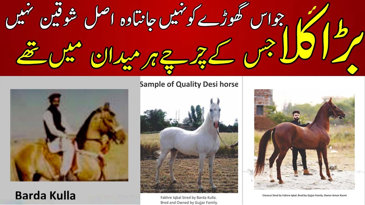 The Most Famous Desi stallion Of Pakistan Barda Kulla || History of this horse will surprise you