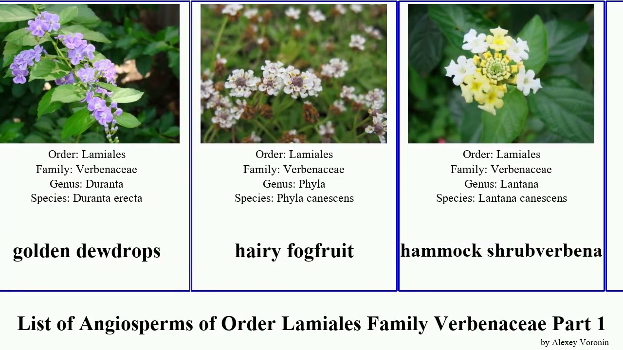 List of Angiosperms of Order Lamiales Family Verbenaceae Part 1 lantana aloysia cross golden hairy