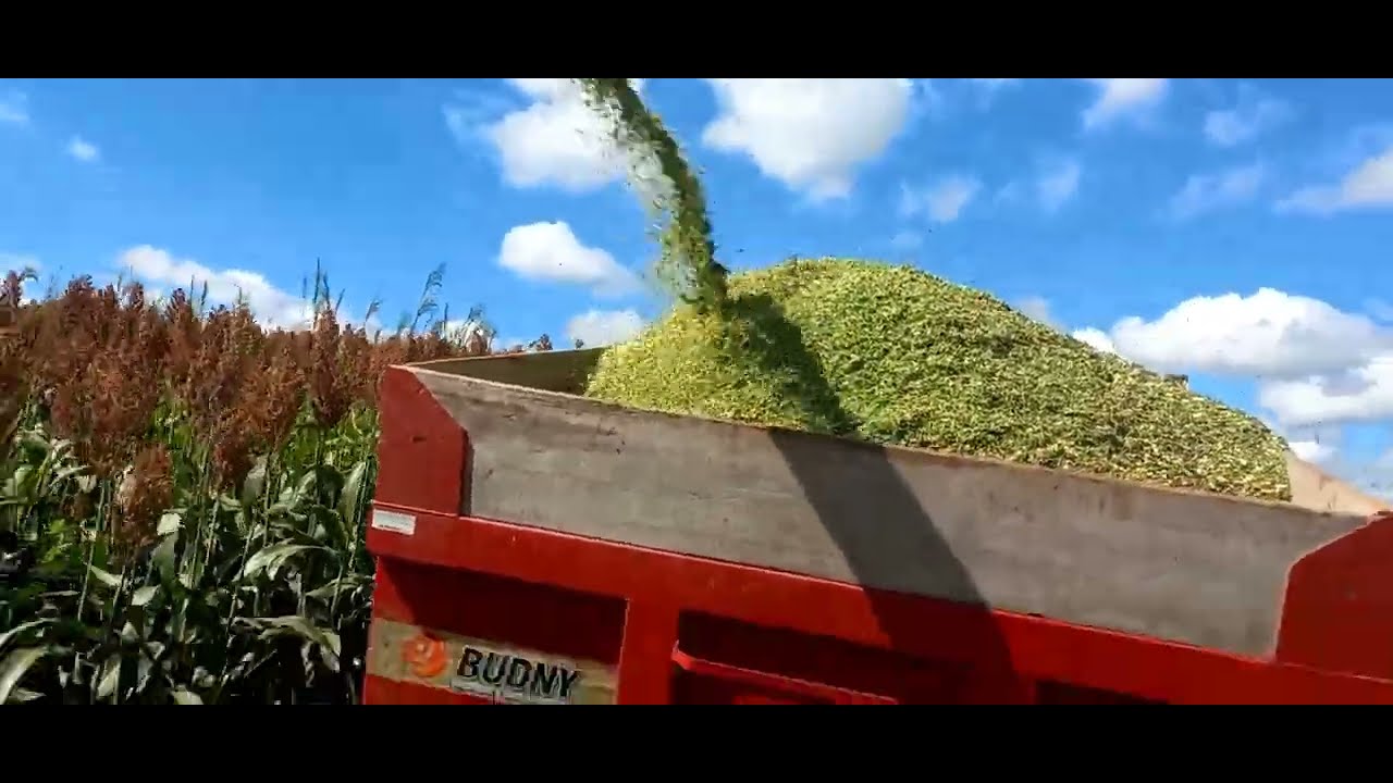 como foi o resultado do quebrador de grão no sorgo