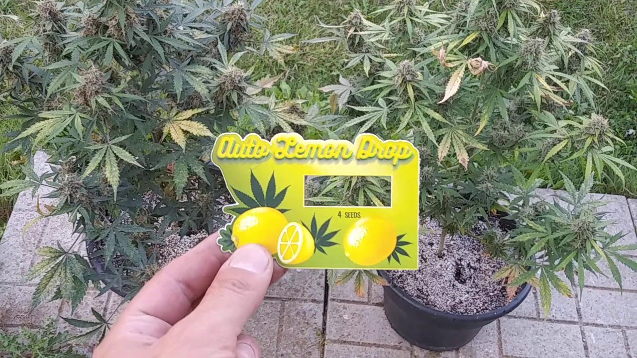 21+only..Auto lemon drop from Oasis genetics,it's a solid autoflower