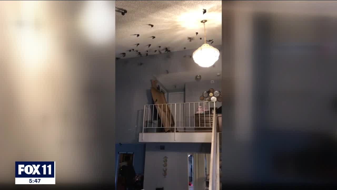 Hundreds of birds take over Torrance home