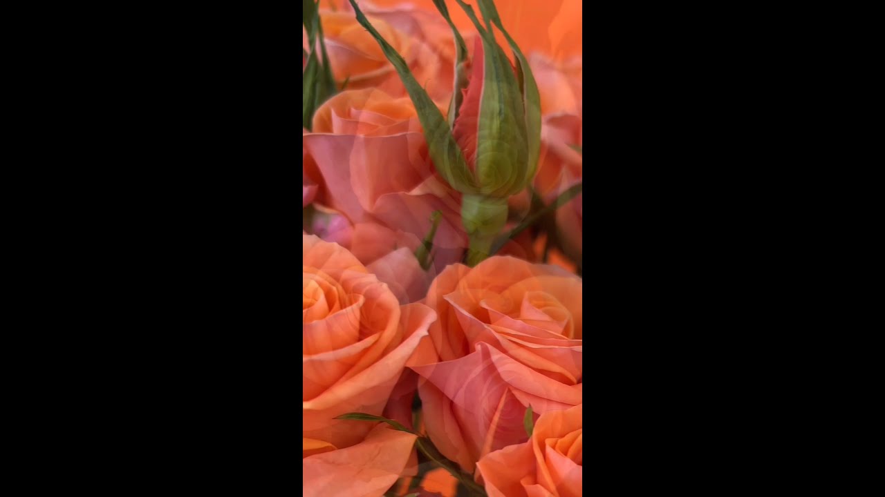 Rosaprima orange Orange Star & Simba spray roses personality