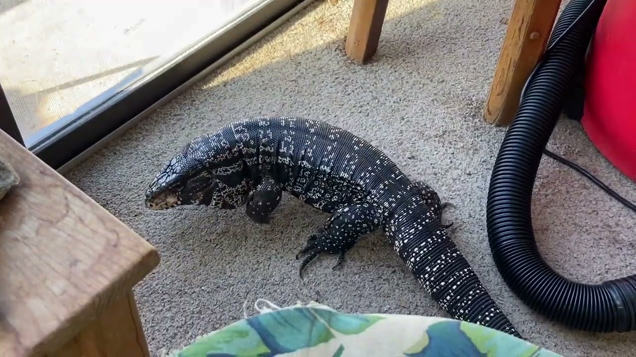 VERY DANGEROUS Interaction Between DOGS and GIANT TEGU LIZARD