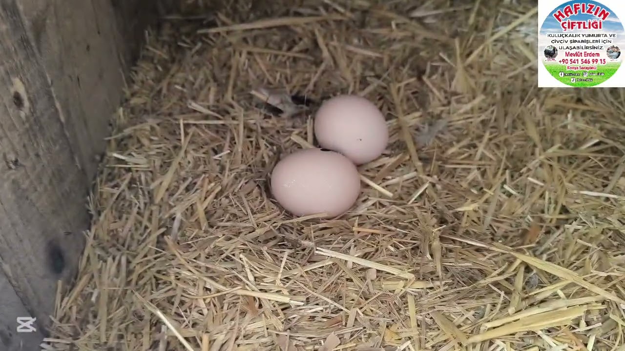 BARRED ROCKLAR YUMURTAYA BAŞLADI 